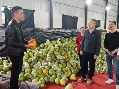 红色赋能+产业把脉+监管协同！驻梅州市梅县区丙村镇工作队为革命老区特色农业振兴注入湾区动能