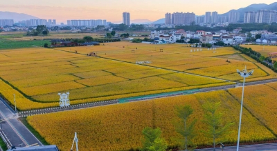 藏在大米里的“致富经”！蕉岭县用一粒米“串”起亿元产业链