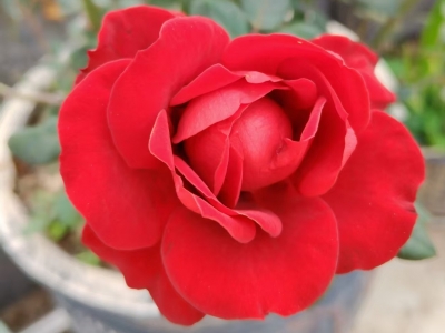 马斗全 | 作诗竟也“男扮女装” ——罗元贞密友胡蘋秋趣事