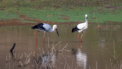 罕见！东方白鹳在梅长时间停留休憩