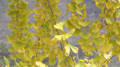 平远上举银杏进入最佳观赏期，金色铺就古村秋色~