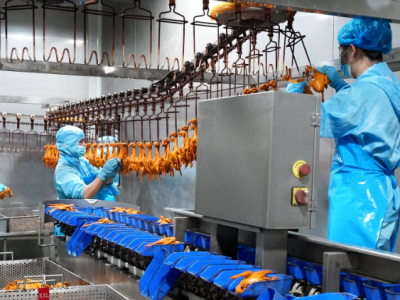 一鸽兴一业！梅州市金绿现代农业发展有限公司积极助力兴宁打造“中国鸽业之都”