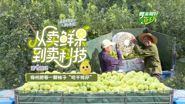 视频丨从“卖鲜果”到“卖科技”，梅州把每一颗柚子“吃干榨尽”