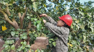 现场实操+互动交流！梅县区桃尧镇举办金柚冬季管理技术现场会