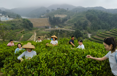 茶韵赋能振兴路！大埔县以茶产业为引擎激活乡村振兴新动能