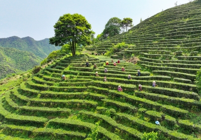 红绿交融共谱乡村振兴协奏曲！丰顺县龙岗镇马图村乘着“百千万工程”的东风发展特色产业