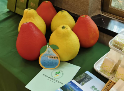 海峡两岸乡村融合发展粤台农友恳谈会搭台 梅州金柚“酥”写“融湾跨海”新篇章