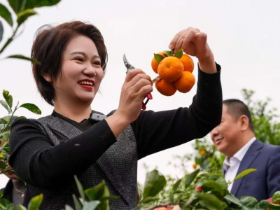 兴宁“产业村长”杨彩琼： 做精做深特色产业 