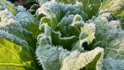 -5.6℃！今晨梅州出现大范围低温霜（冰）冻