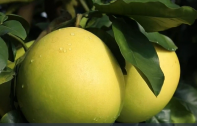 对总书记说说心里话丨“柚”见未来 我们的生活更有奔头