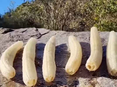 二丫 | 自制野生丝瓜络（组图）