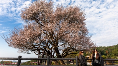 “梅”景如画！潮塘古梅盛情绽放~