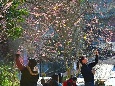 “梅”景如画，文明如风！