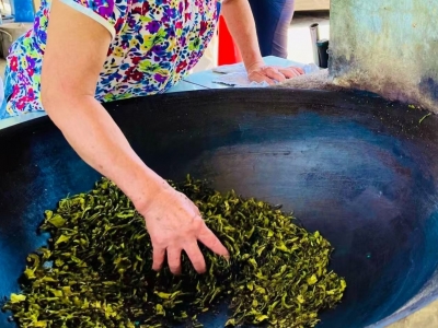 “茂草岩”上寻清茗——见证香港茶叶的种植及制作