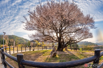 文明在身边丨梅花盛放引客来 文明旅游成风尚