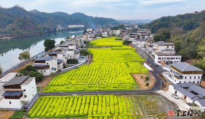 50亩油菜花田盛开引客来！梅江区长沙镇澄滩村以花为媒激活乡村振兴新动能