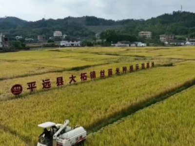 平远县大柘镇驻镇帮镇扶村工作队：“驻”守初心 力促振兴 绘就乡村新图景