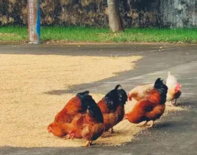 赵文有 | 【客家掌故】讲得三国来，豆腐做撇一锅