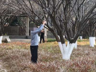 梅花开正好！还请勿折枝