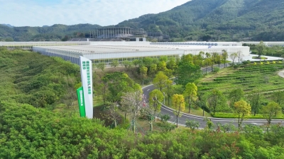 梅州V视丨放弃外出打工！客家妹子在家门口种 “高科技番茄”，种出红火好日子