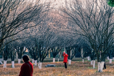 不止于赏梅！梅州：以梅花研究带动“梅花经济”！
