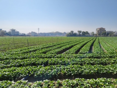 菜甜薯香！多方共绘兴宁市坭陂镇生态农业新图景