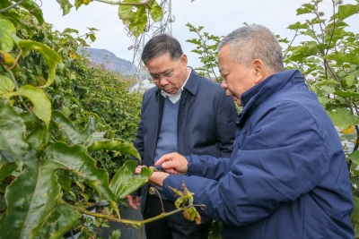 党建强根基 产业惠民生！驻平远大柘镇帮镇扶村工作队深耕乡村振兴一线