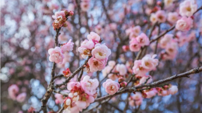 征集令！潮塘古梅入镜来，笔墨挥毫邀君赛→