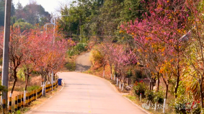 粉红丝带绕山间！平远县上举镇畲脑村樱花盛开