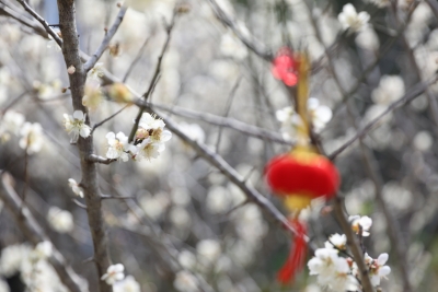 寿乡蕉岭·桂花