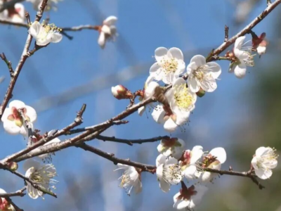 梅海绽香雪！平远县五指石景区迎来最佳赏梅期