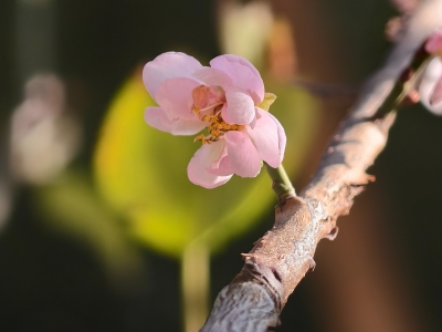 革命烈士杜重远与旧时大埔高陂陶瓷