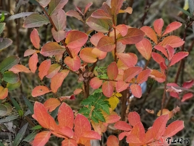 蔡巧玲 | 锅与炉灶