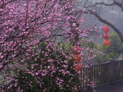 【渐冻人钟展峰专栏】傲雪寒梅