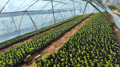 梅江区蔬果基地积极做好蔬果防寒防冻工作