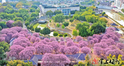 来赏梅花！最佳观赏期，要到啦！