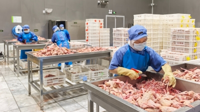 加快打造“中国鸽业之都” ！兴宁市推动“兴宁鸽”产业成长为30亿级规模特色产业