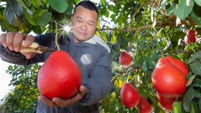 够喜庆！通体透红的柚子，你见过么？柚界“颜值担当”来啦！