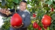 够喜庆！通体透红的柚子，你见过么？柚界“颜值担当”来啦！
