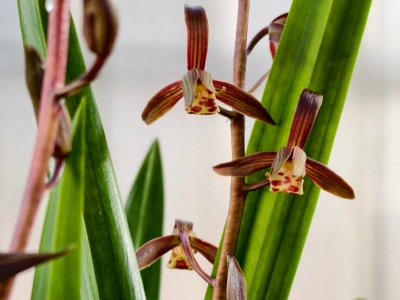 徐 青|​父亲的烦恼