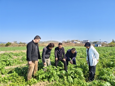 打造生态循环新图景！兴宁市坭陂镇稻菜、稻薯轮作种植基地喜迎丰收 