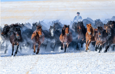 学习新语｜骏马追风扬气魄