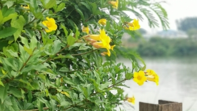 【渐冻人钟展峰专栏】白糖水