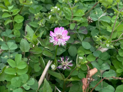 蕉岭的农田“吃”上定制“营养餐”了！