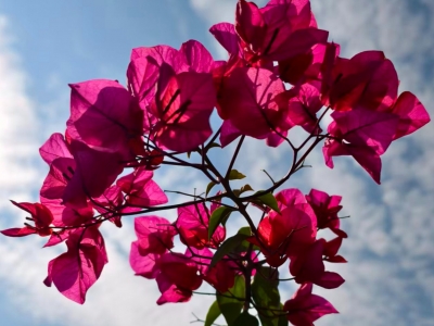 丘艳荣 | 一窗暖阳