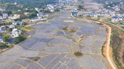 平远县：农业赋能县域经济高质量发展 绘就乡村振兴新图景