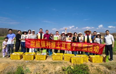 在大大的田园里挖呀挖呀挖！兴宁坭陂镇的土豆丰收啦~