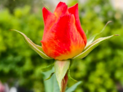 丘柳宝 | “故事伯”