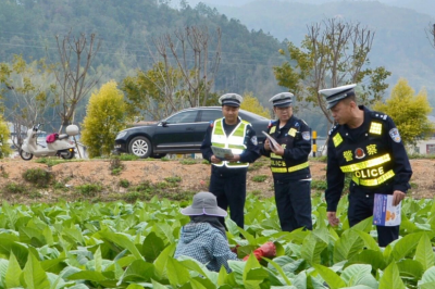 春光里的 “荧光绿”！平远民警把交通安全课“搬”进了烟草田