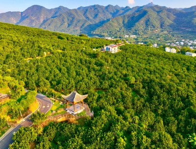 新春走基层丨广东梅州南福村加强农业科技应用：金柚园生出“金链条”